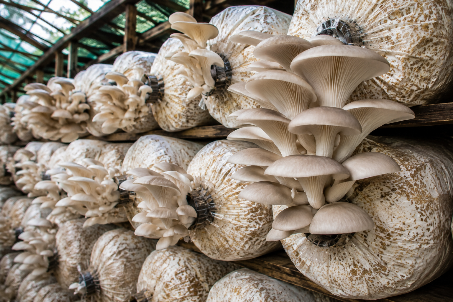 Mushroom Grow Bag